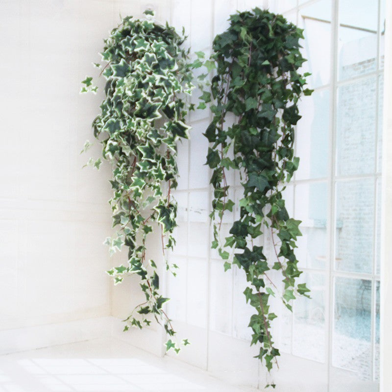 Suspension Murale Lierre Scindapsus Élégant